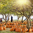 Sea of ​​pumpkins  screen for extension Chrome web store in OffiDocs Chromium