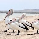 Sea Pelicans  screen for extension Chrome web store in OffiDocs Chromium