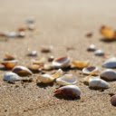 Sea Shells  screen for extension Chrome web store in OffiDocs Chromium