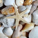 Seashells and Starfish  screen for extension Chrome web store in OffiDocs Chromium