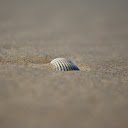 Seashells on the sand  screen for extension Chrome web store in OffiDocs Chromium
