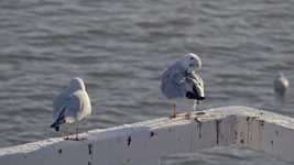 Free download Sea Sky Birds -  free video to be edited with OpenShot online video editor