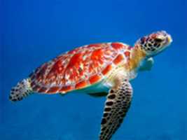 Free download sea-turtle free photo or picture to be edited with GIMP online image editor