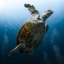 SEA TURTLE THEME  screen for extension Chrome web store in OffiDocs Chromium