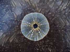 Free download Sea Urchin free photo or picture to be edited with GIMP online image editor