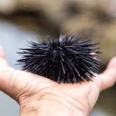Sea urchin spines  screen for extension Chrome web store in OffiDocs Chromium
