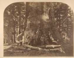 Free download Section of Grisly Giant, Mariposa Grove free photo or picture to be edited with GIMP online image editor