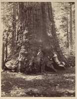 Free download Section of the Grizzly Giant with Galen Clark, Mariposa Grove, Yosemite free photo or picture to be edited with GIMP online image editor