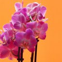 Seductive purple orchid branchesSeductive purple orchid branches  screen for extension Chrome web store in OffiDocs Chromium