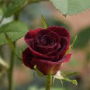 Seductive rose buds  screen for extension Chrome web store in OffiDocs Chromium