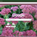Sedum  screen for extension Chrome web store in OffiDocs Chromium
