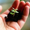 Seeding hands  screen for extension Chrome web store in OffiDocs Chromium
