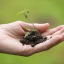 Seedlings for breeding  screen for extension Chrome web store in OffiDocs Chromium