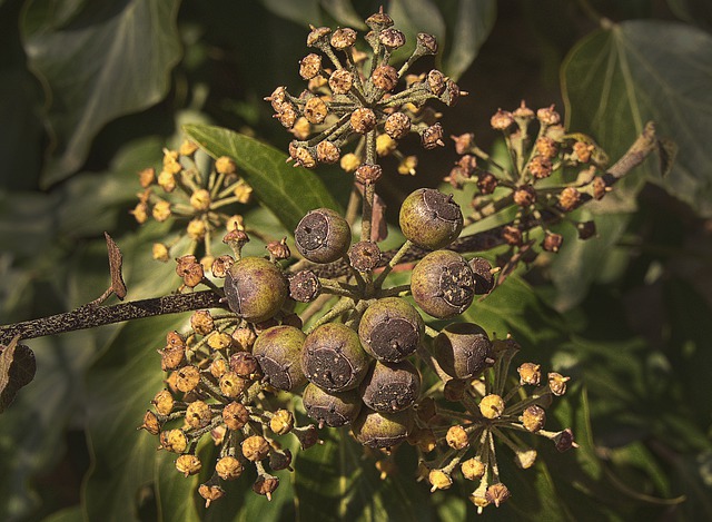 Muat turun percuma gambar percuma sulur ivy tumbuhan pod benih untuk diedit dengan editor imej dalam talian percuma GIMP
