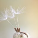 Seeds bloom  screen for extension Chrome web store in OffiDocs Chromium