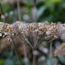 Seeds on the tree  screen for extension Chrome web store in OffiDocs Chromium