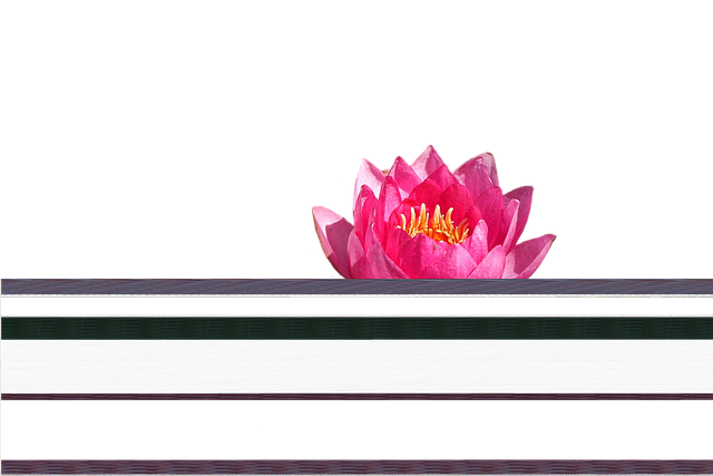 Free download Seereose Rose -  free illustration to be edited with GIMP free online image editor