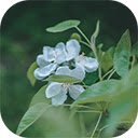 selective focus closeup shot white flowers with green leaves  screen for extension Chrome web store in OffiDocs Chromium