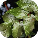 selective focus shot dew covered green leaves forest  screen for extension Chrome web store in OffiDocs Chromium