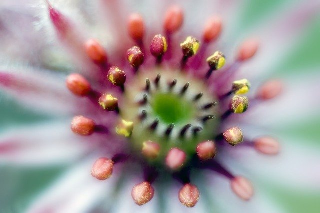 ດາວໂຫຼດຟຣີ sempervivum succulent flower picture free to be edited with GIMP free online image editor