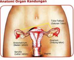 Free download Seputar Kesehatan Rahim Wanita free photo or picture to be edited with GIMP online image editor