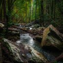 Serene Forest Stream with Mossy Rocks  screen for extension Chrome web store in OffiDocs Chromium