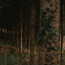 Serene Forest with Ivy covered Pine Tree  screen for extension Chrome web store in OffiDocs Chromium