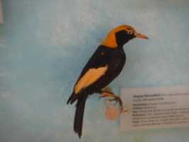 Free download Sericulus chrysocephalus - Ark Project free photo or picture to be edited with GIMP online image editor