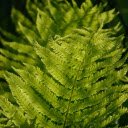 Serrated leaves  screen for extension Chrome web store in OffiDocs Chromium