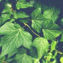 Set of vines  screen for extension Chrome web store in OffiDocs Chromium
