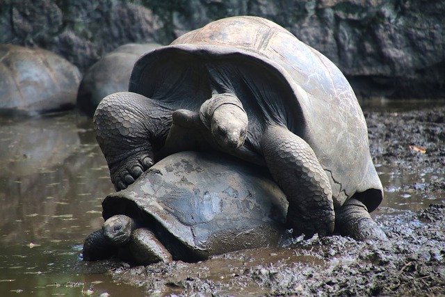 Free download seychelles tortoises animals free picture to be edited with GIMP free online image editor