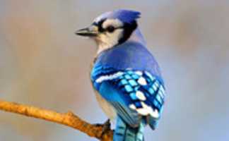 Free download sfw_apa_2013_28342_232388_briankushner_blue_jay_kk_high free photo or picture to be edited with GIMP online image editor