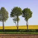 Shade trees and fields  screen for extension Chrome web store in OffiDocs Chromium