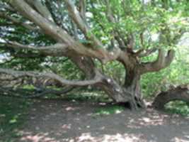 Free download Shady Trees for Landscapes at Brenton Park free photo or picture to be edited with GIMP online image editor