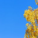 Shaking Yellow Leaves  screen for extension Chrome web store in OffiDocs Chromium