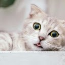 Shallow Focus Photography Of Cat  screen for extension Chrome web store in OffiDocs Chromium