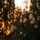 Shallow Focus Photography of Pink Flowers  screen for extension Chrome web store in OffiDocs Chromium
