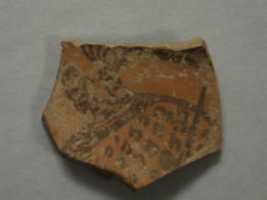 Free download Shard:  Forepaws of Spotted Carnivore free photo or picture to be edited with GIMP online image editor