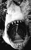 Free download Shark AllysonAranez free photo or picture to be edited with GIMP online image editor