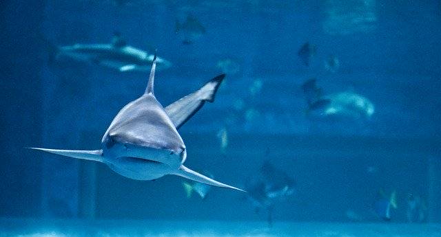 Download gratuito Shark Fish Aquarium - foto o immagine gratuita da modificare con l'editor di immagini online di GIMP