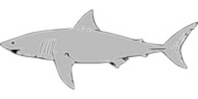 Free download Shark Gray 30367 960 720 free photo or picture to be edited with GIMP online image editor