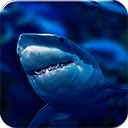 OffiDocs Chromium 中 Chrome 网上商店扩展程序的 Sharks 屏幕