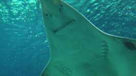Free download Shark Strange Animal -  free video to be edited with OpenShot online video editor