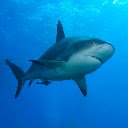 Shark Theme  screen for extension Chrome web store in OffiDocs Chromium