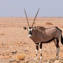 Sharp horned antelope  screen for extension Chrome web store in OffiDocs Chromium