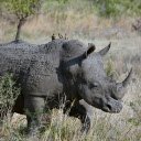 Sharp horned rhinoceros  screen for extension Chrome web store in OffiDocs Chromium