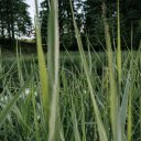 Sharp Long Grass  screen for extension Chrome web store in OffiDocs Chromium