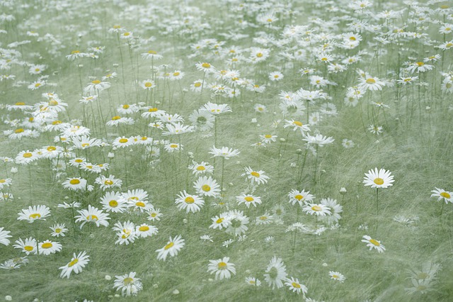 免费下载 shasta daisy daisy blooming flowers 免费图片可使用 GIMP 免费在线图像编辑器进行编辑