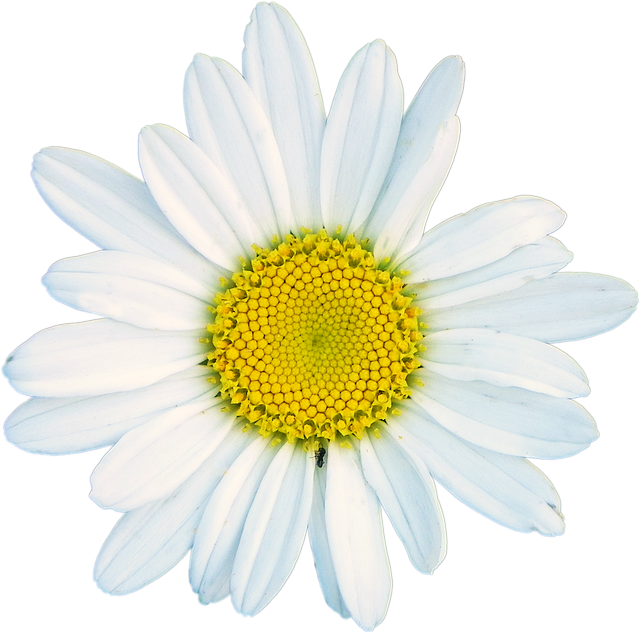 دانلود رایگان Shasta Daisy White Flower - عکس یا تصویر رایگان قابل ویرایش با ویرایشگر تصویر آنلاین GIMP