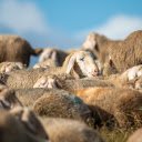 Sheep  screen for extension Chrome web store in OffiDocs Chromium